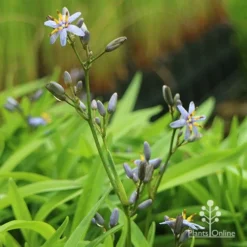 Dianella Petite Marie -Plant Collection Sales Shop apo dianella petite marie flower stems
