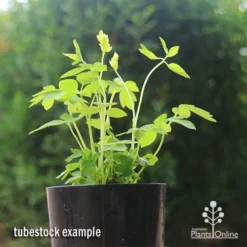 Dicentra Alba - Bleeding Heart - 75mm BIGGER Size -Plant Collection Sales Shop apo dicentra alba tubestock