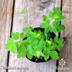 Dicentra Alba - Bleeding Heart - 75mm BIGGER Size -Plant Collection Sales Shop apo dicentra alba tubestock top