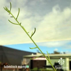 Peperomia Dolabriformis - Prayer Pepper - Succulent -Plant Collection Sales Shop apo dolabriformis flowerspike