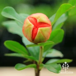 Pomegranate Double Orange -Plant Collection Sales Shop apo double pomegranate bud