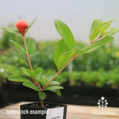 Pomegranate Double Orange -Plant Collection Sales Shop apo double pomegranate tubestock