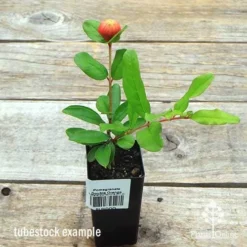 Pomegranate Double Orange -Plant Collection Sales Shop apo double pomegranate tubestock top