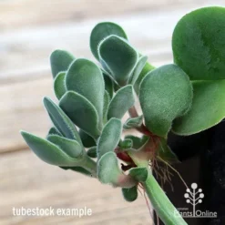Crassula Dubia - Succulent -Plant Collection Sales Shop apo dubia closeup
