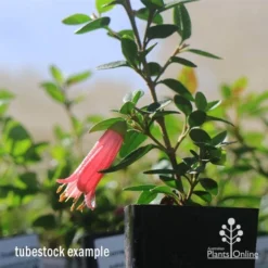 Correa Dusky Bells -Plant Collection Sales Shop apo dusky bells correa flower tubestock