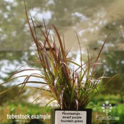 Pennisetum - Dwarf Purple Fountain Grass -Plant Collection Sales Shop apo dwarf pfg tubestock