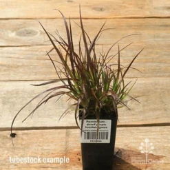 Pennisetum - Dwarf Purple Fountain Grass -Plant Collection Sales Shop apo dwarf pfg tubestock top
