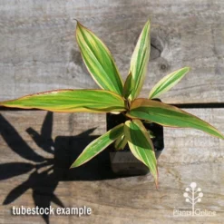Cordyline Fruticosa Early Morning Diamond -Plant Collection Sales Shop apo early morning diamond tubestock top