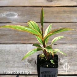 Cordyline Fruticosa Early Morning Diamond -Plant Collection Sales Shop apo early morning diamond tubestock2