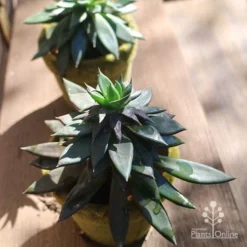Echeveria Black Knight - Succulent -Plant Collection Sales Shop apo echeveria black knight pair