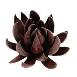 Echeveria Black Knight - Succulent -Plant Collection Sales Shop apo echeveria black knight promo