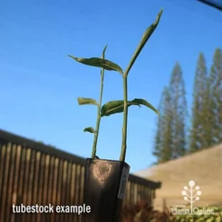 Zingiber - Edible Ginger -Plant Collection Sales Shop apo edible ginger tubestock