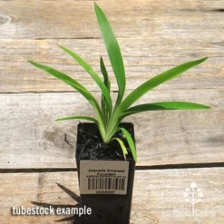 Dianella Emerald Fountain 11 Dianella Emerald Fountain -Plant Collection Sales Shop apo emerald fountain dianella tubestock top