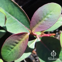 Eucalyptus Olida - Strawberry Gum -Plant Collection Sales Shop apo eucalyptus olida purple