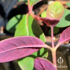 Eucalyptus Olida - Strawberry Gum -Plant Collection Sales Shop apo eucalyptus olida purple leaf