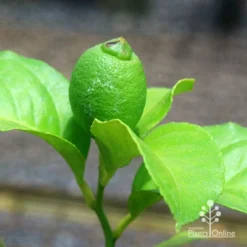 Citrus - Lemon Eureka -Plant Collection Sales Shop apo eureka lemon tubestock fruiting