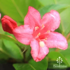 Weigela Eva Rathke -Plant Collection Sales Shop apo eva rathke weigela flower close