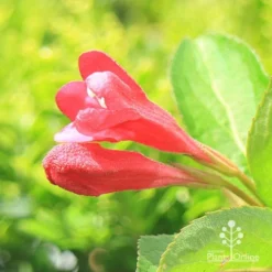 Weigela Eva Rathke -Plant Collection Sales Shop apo eva rathke weigela flowerbuds