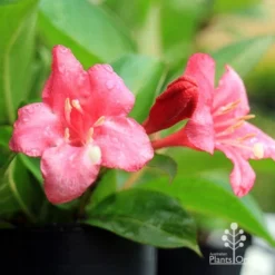 Weigela Eva Rathke -Plant Collection Sales Shop apo eva rathke weigela flowers 1