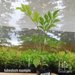 Radermachera Everlasting Beauty -Plant Collection Sales Shop apo everlasting beauty radermachera tubestock