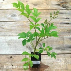 Radermachera Everlasting Beauty -Plant Collection Sales Shop apo everlasting beauty radermachera tubestock top