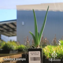 Aloe Plicatilis - Fan Aloe - Succulent -Plant Collection Sales Shop apo fan aloe tubestock