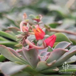 Echeveria Fantastic Fountain - Succulent -Plant Collection Sales Shop apo fantastic fountain flower