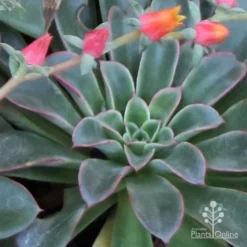 Echeveria Fantastic Fountain - Succulent -Plant Collection Sales Shop apo fantastic fountain fountaining