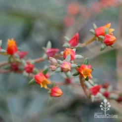 Echeveria Fantastic Fountain - Succulent -Plant Collection Sales Shop apo fantasticfountain flowers