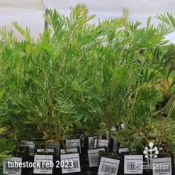 Grevillea Ned Kelly 15 Grevillea Ned Kelly -Plant Collection Sales Shop apo feb ned kelly