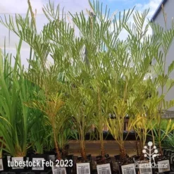 Grevillea Sandra Gordon -Plant Collection Sales Shop apo feb sandra gordon