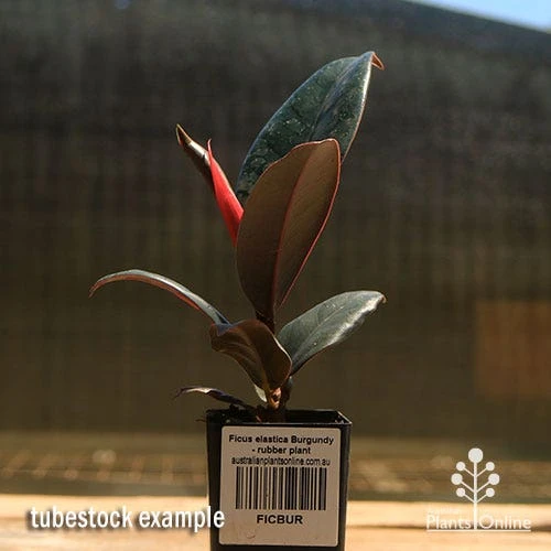 Ficus Elastica Burgundy - Rubber Plant 7 Ficus Elastica Burgundy - Rubber Plant - Image 7