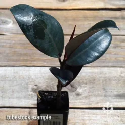 Ficus Elastica Burgundy - Rubber Plant 14 Ficus Elastica Burgundy - Rubber Plant -Plant Collection Sales Shop apo ficus burgundy tubestock top