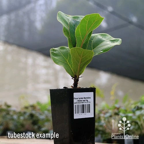 Ficus Lyrata Bambino - Fiddle Leaf Fig 2 Ficus Lyrata Bambino - Fiddle Leaf Fig - Image 2