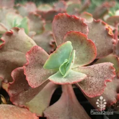 Echeveria Fire And Ice - Succulent -Plant Collection Sales Shop apo fire and ice