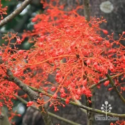 Illawarra Flame Tree - Brachychiton -Plant Collection Sales Shop apo flame tree flowers