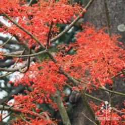 Illawarra Flame Tree - Brachychiton -Plant Collection Sales Shop apo flame tree flowers2