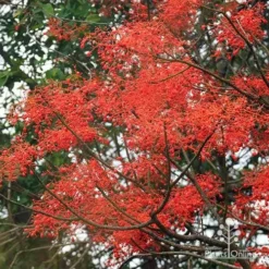 Illawarra Flame Tree - Brachychiton -Plant Collection Sales Shop apo flame tree flowers3