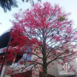 Illawarra Flame Tree - Brachychiton -Plant Collection Sales Shop apo flame tree rsl