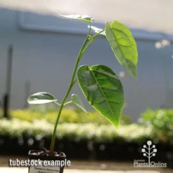 Illawarra Flame Tree - Brachychiton -Plant Collection Sales Shop apo flame tree tubestock