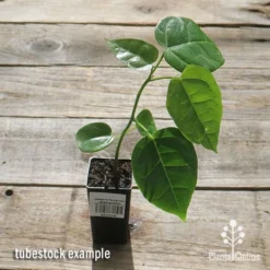 Illawarra Flame Tree - Brachychiton -Plant Collection Sales Shop apo flame tree tubestock top