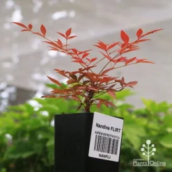 Nandina FLIRT -Plant Collection Sales Shop apo flirt tubestock