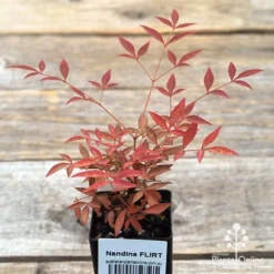 Nandina FLIRT -Plant Collection Sales Shop apo flirt tubestock top