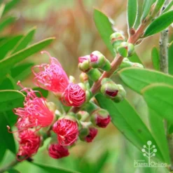 Callistemon Fluro Burst -Plant Collection Sales Shop apo fluro burst buds