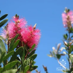 Callistemon Fluro Burst -Plant Collection Sales Shop apo fluro burst flower blue sky