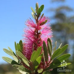 Callistemon Fluro Burst -Plant Collection Sales Shop apo fluro burst flower sunshine