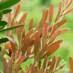 Callistemon Fluro Burst -Plant Collection Sales Shop apo fluro burst foliage close