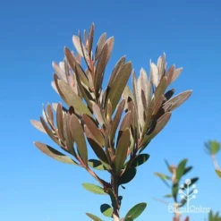 Callistemon Fluro Burst -Plant Collection Sales Shop apo fluro burst new winter colour