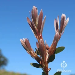 Callistemon Fluro Burst -Plant Collection Sales Shop apo fluro burst new winter leaf