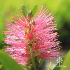 Callistemon Fluro Burst -Plant Collection Sales Shop apo fluroburst callistemon flower